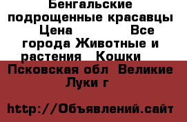 Бенгальские подрощенные красавцы. › Цена ­ 20 000 - Все города Животные и растения » Кошки   . Псковская обл.,Великие Луки г.